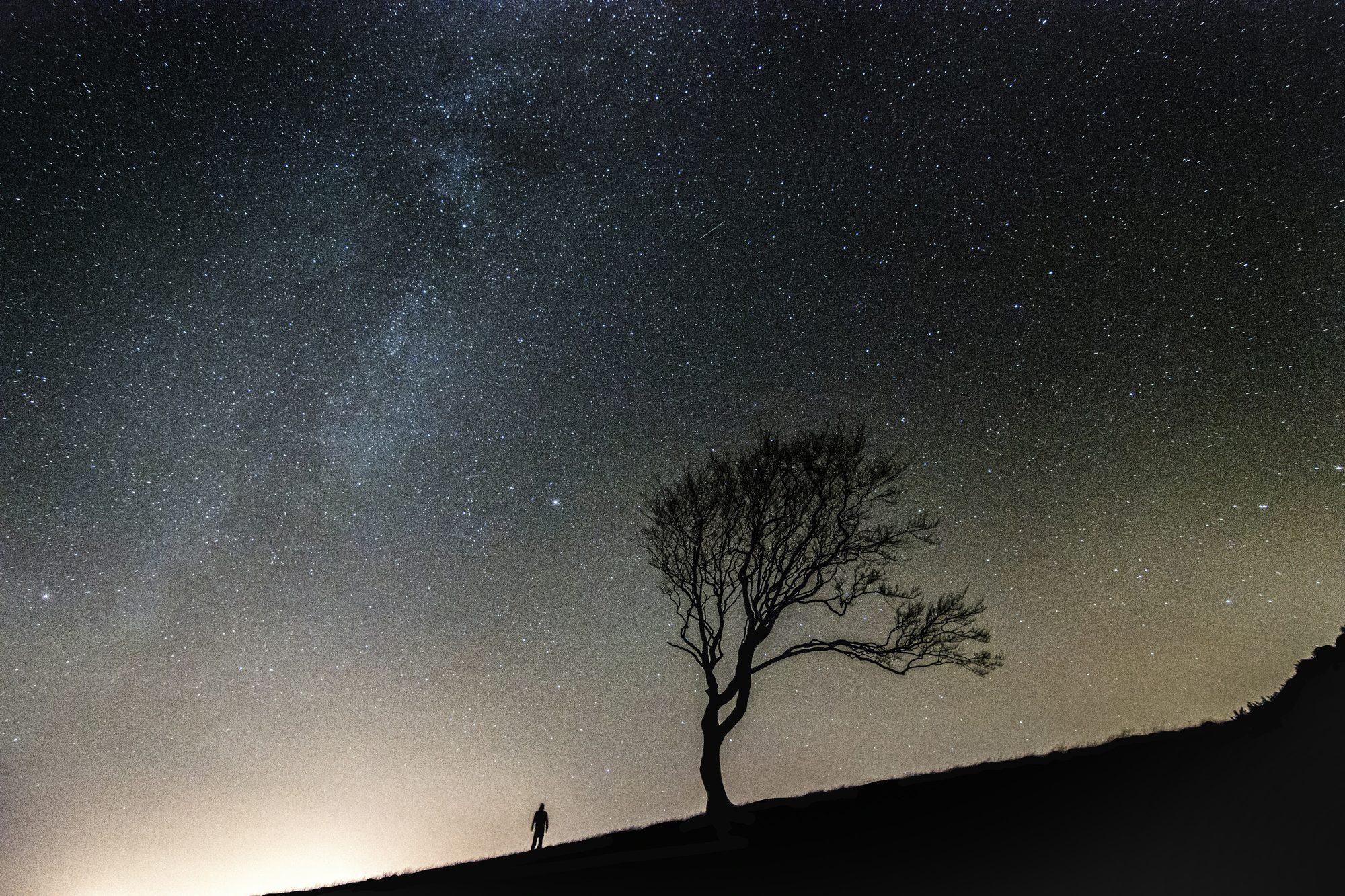 A lone tree silhouetted under the Milky Way