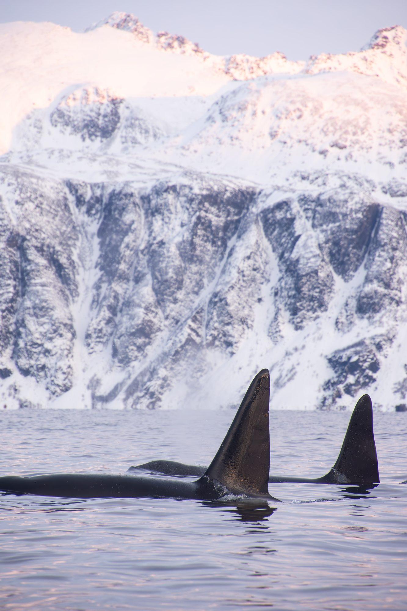 Orcas swimming past snow-covered mountains