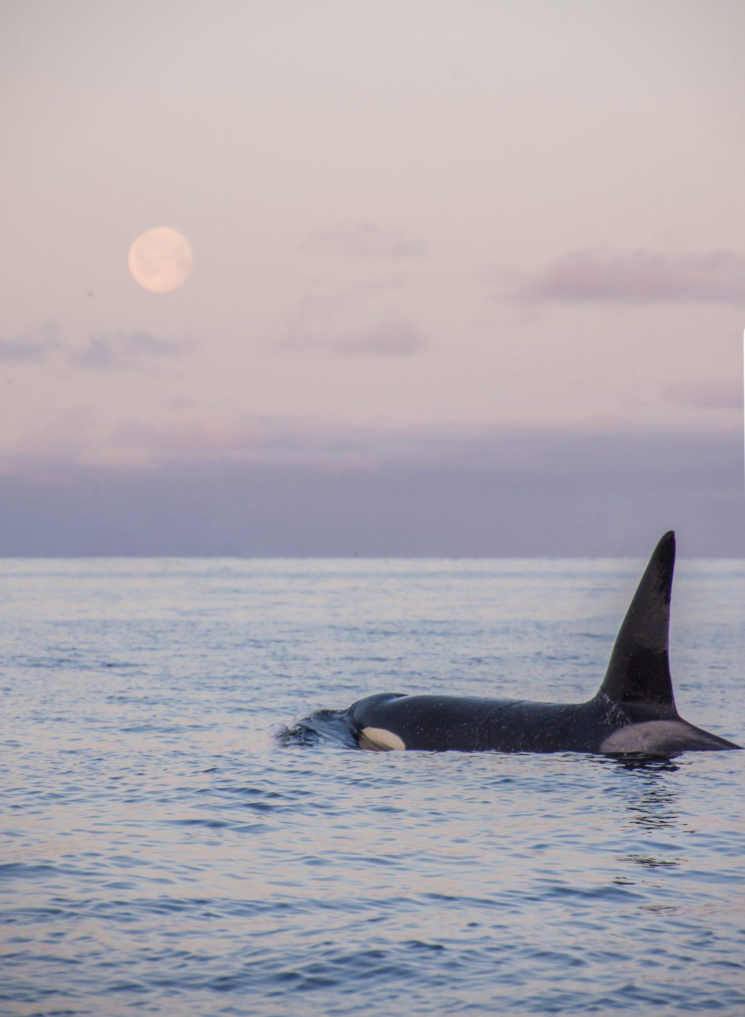 An orca at the surface under a rising moon