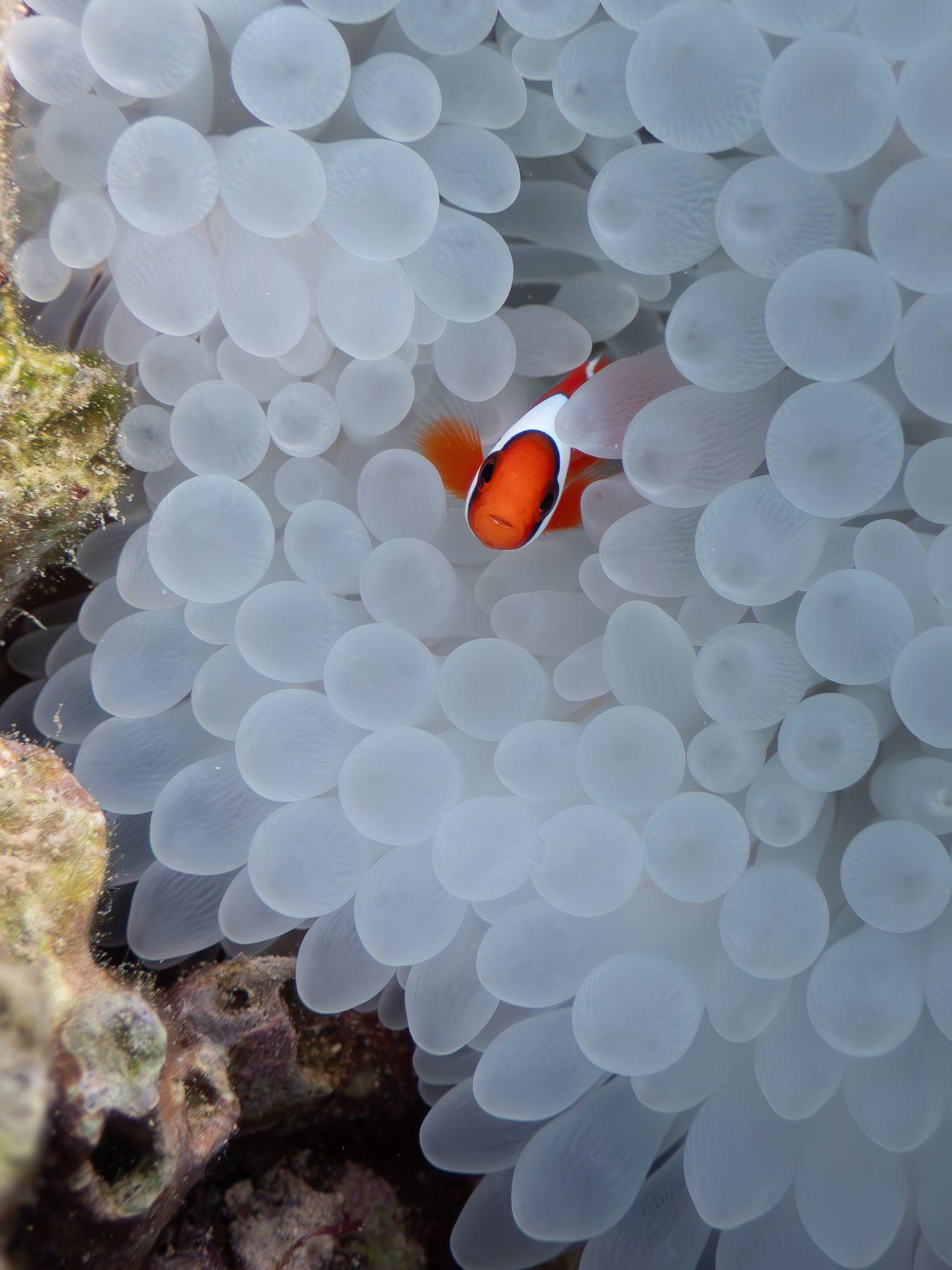 A clownfish sheltering in a sea anemone